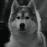 wolfieeee777