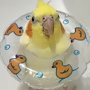 Flinek