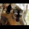 Mokry Lemur